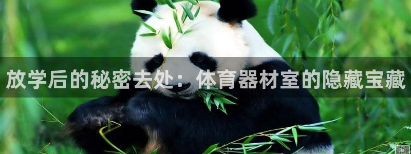 加盟极悦教育：放学后的秘密去处：体育器材室的隐藏宝藏